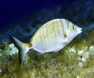 Puzzle de El sargo común