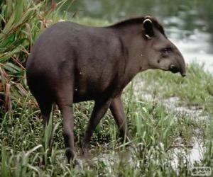 Puzzle de El Tapir, mboreví, anta, tlapizote, danta, pinchaque y macho de monte