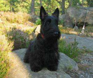 Puzzle de El Terrier escocés, o Scottie, es un terrier pequeño pero resistente