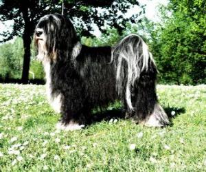 Puzzle de El Terrier tibetano o Tibetan Terrier es un perro de talla mediana de pelo largo