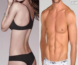 Puzzle de El tronco o torso es la parte central del cuerpo