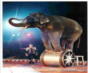 Puzzle de Elefante adiestrado actuando en un circo caminando sobre un cilindro
