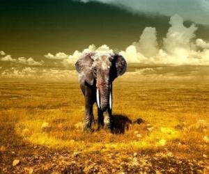 Puzzle de Elefante en la sabana