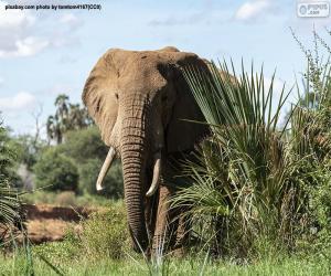 Puzzle de Elefante en la selva