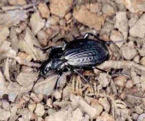 Puzzle de Escarabajo