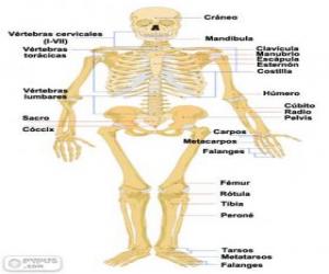 Puzzle de Esqueleto humano. Los huesos del cuerpo humano (español)
