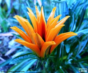 Puzzle de Exótica flor naranja 