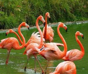 Puzzle de Flamencos en el agua, grandes aves zancudas de plumaje rosado