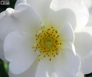 Puzzle de Flor blanca