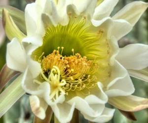 Puzzle de Flor de Cactus