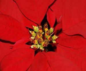 Puzzle de Flor de Navidad o estrella de Navidad- Poinsetia