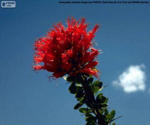 Puzzle de Flor de Ocotillo roja