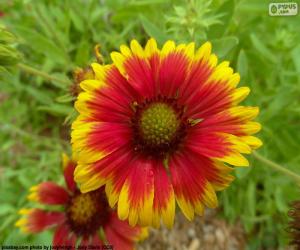 Puzzle de Flor Gaillardia pulchella