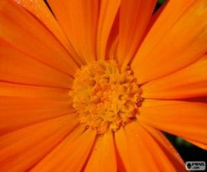 Puzzle de Flor naranja