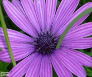 Puzzle de Flor violeta