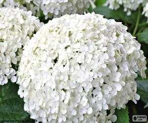 Puzzle de Flores blancas de Hortensia
