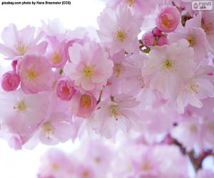 puzzles de flores y plantas
