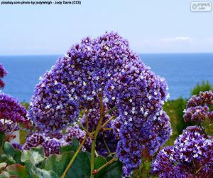 Puzzle de Flores de Limonium perezii