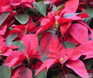 Puzzle de Flores de Navidad