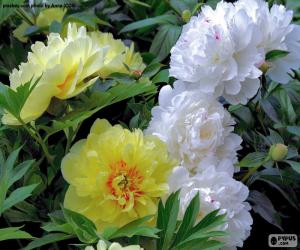 Puzzle de Flores de paeonia