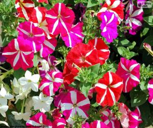 Puzzle de Flores de petunia