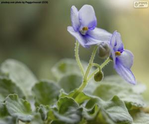 Puzzle de Flores de Violeta africana