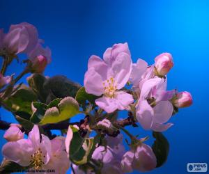 Puzzle de Flores del manzano