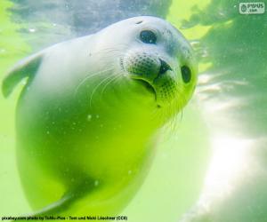Puzzle de Foca
