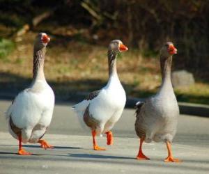 Puzzle de Ganso doméstico