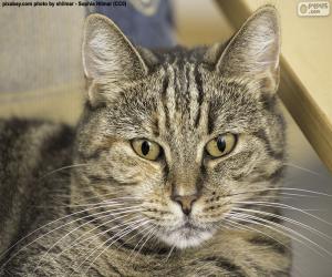 Puzzle de Gato doméstico