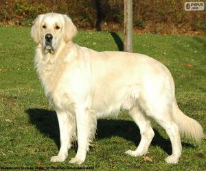 Puzzle de Golden retriever