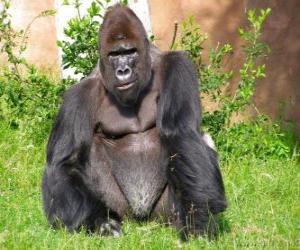 Puzzle de Gorila