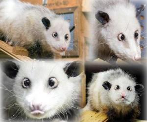 Puzzle de Heidi, la zarigüeya del zoo de Leipzig, Alemania