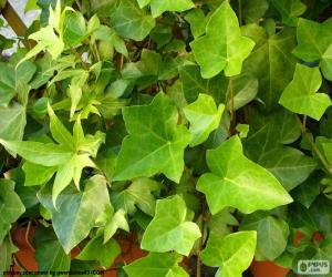 Puzzle de Hiedra común