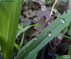 Puzzle de Hoja con gotas de agua