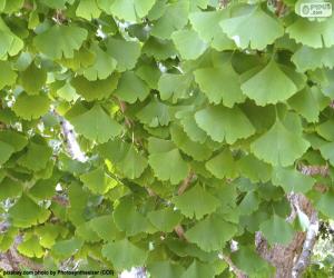 Puzzle de Hojas de Ginkgo biloba