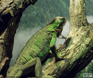 Puzzle de Iguana