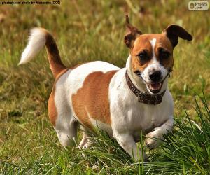 Puzzle de Jack Russell Terrier