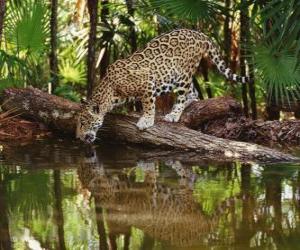 Puzzle de Jaguar