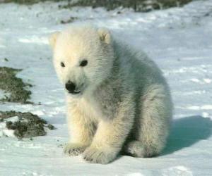 Puzzle de Joven oso polar