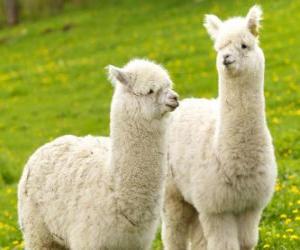 Puzzle de La alpaca es una especie doméstica