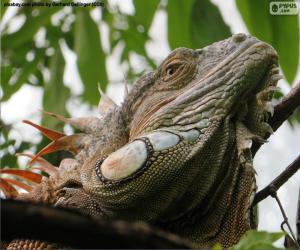 Puzzle de La cabeza de una iguana