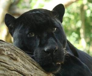 Puzzle de La pantera negra