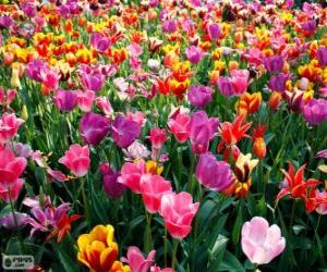 Puzzle de La primavera