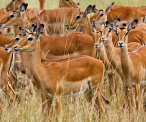 Puzzle de Las Gacelas