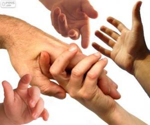 Puzzle de Las manos estan localizadas en los extremos de los brazos, tienen cinco dedos