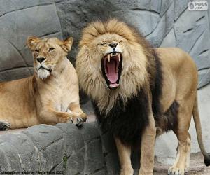 Puzzle de Leona y león