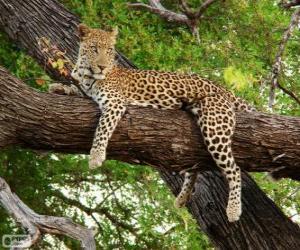 Puzzle de Leopardo descansando