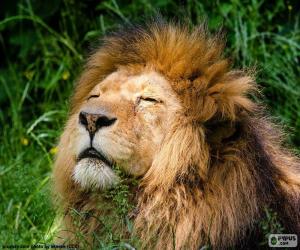 Puzzle de León bajo el sol