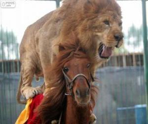 Puzzle de León y caballo realizando su actuación